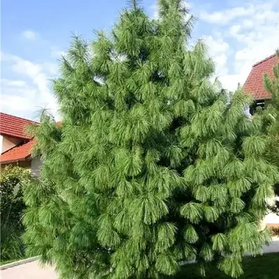 Сосна гриффита в Жлобине