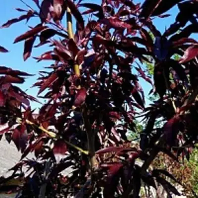 Персик БУРГУНДИ краснолистный в Жлобине