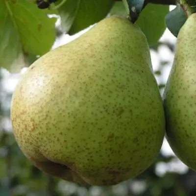 Груша ПЛАТОНОВСКАЯ в Жлобине