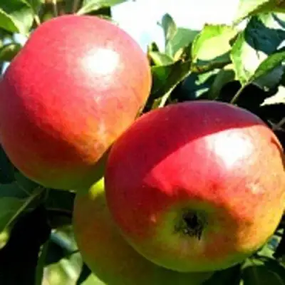 Яблоня СОКОЛОВСКОЕ стелющаяся в Жлобине