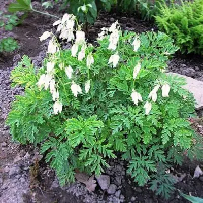 Дицентра красивая АВРОРА в Жлобине