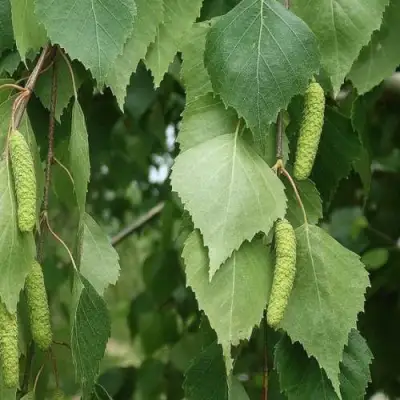 Береза бумажная в Жлобине