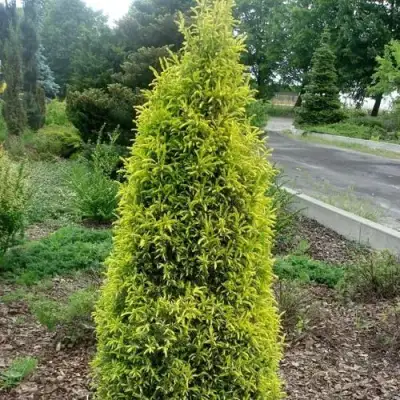 Можжевельник ГОЛД КОН обыкновенный в Жлобине