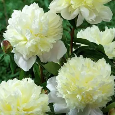 Пион ЛАУРА ДЕСЕРТ травянистый в Жлобине