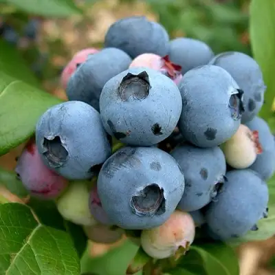 Голубика КОЛЛИНЗ в Жлобине