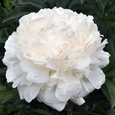 Пион БРАЗЕР ЧАК травянистый в Жлобине