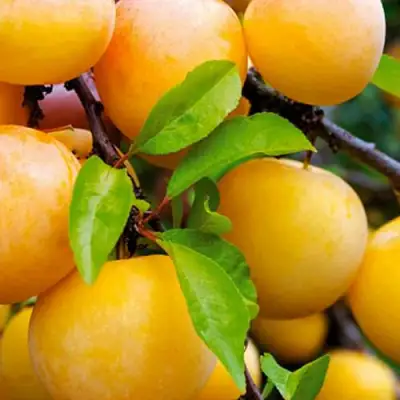 Слива МЕДОВАЯ ЖЁЛТАЯ в Жлобине