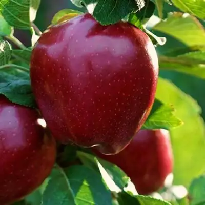 Яблоня РЕД ЧИФ в Жлобине