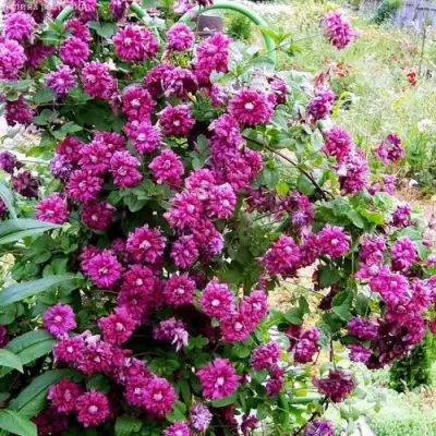 Клематис ПУРПУРЕА ПЛЕНА ЭЛЕГАНС в Жлобине