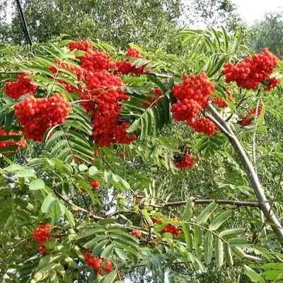 Рябина САХАРНАЯ ПЕТРОВА сладкоплодная в Жлобине