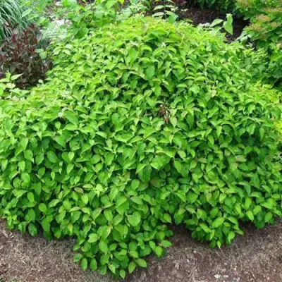 Дерен КЕЛСЕИ шелковистый  в Жлобине