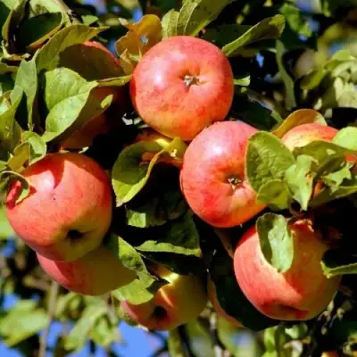 Яблоня ЯБЛОЧНЫЙ СПАС в Жлобине