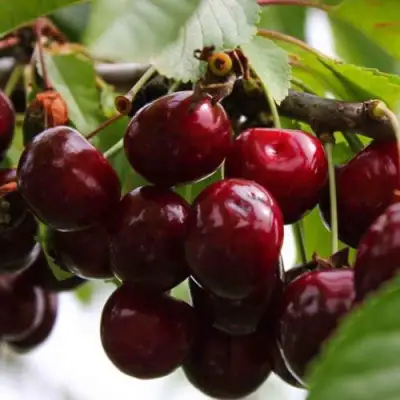 Вишня НОВОДВОРСКАЯ в Жлобине