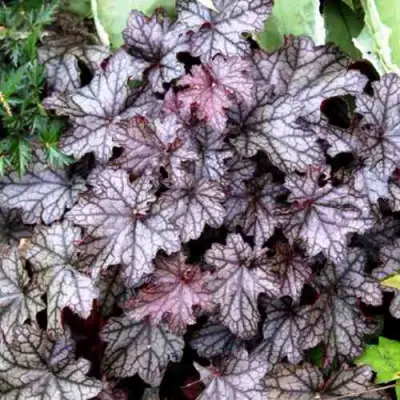 Гейхера ШУГА ФРОСТИНГ в Жлобине