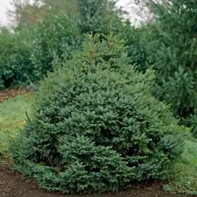 Ель НАНА сербская в Жлобине