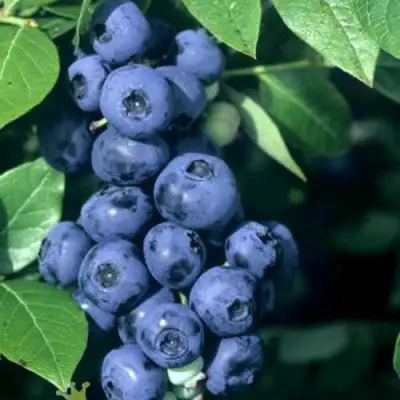 Голубика НОРТ КАНТРИ в Жлобине