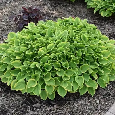 Хоста ГОЛДЕН ТИАРА в Жлобине