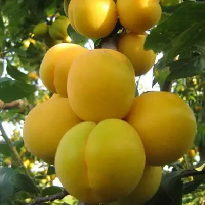 Слива ЛОДВА в Жлобине