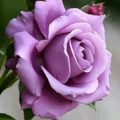 Роза МАЙЗЕР чайно-гибридная в Жлобине