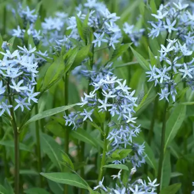 Амсония иволистная в Жлобине