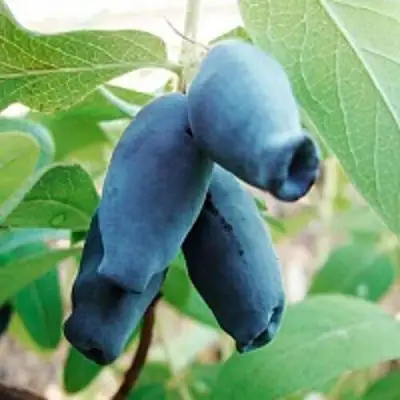 Жимолость съедобная АМФОРА в Жлобине