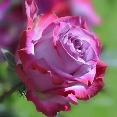 Роза ДИП ВОТЕР чайно-гибридная в Жлобине