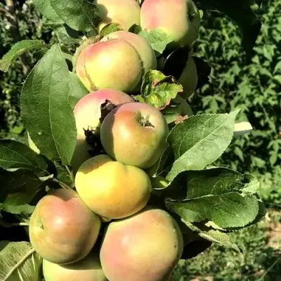 Яблоня ПРИОКСКОЕ колонновидная в Жлобине