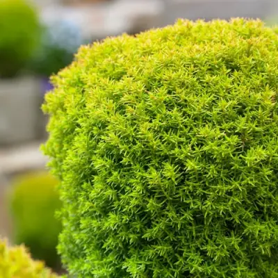 Туя АННИЕК западная в Жлобине