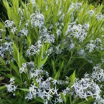 Амсония иволистная в Жлобине