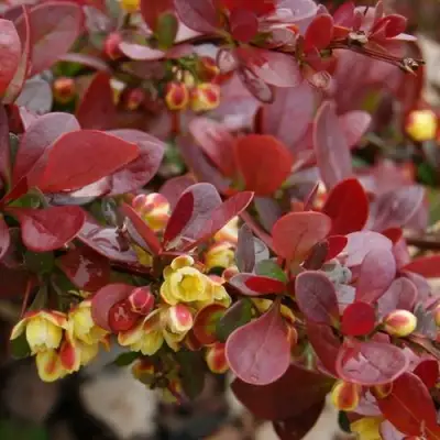 Барбарис КАРМЕН тунберга в Жлобине