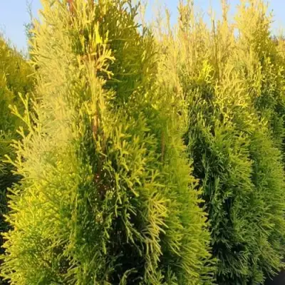 Туя ГОЛДЕН СМАРАГД западная в Жлобине