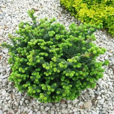 Пихта НАНА бальзамическая в Жлобине