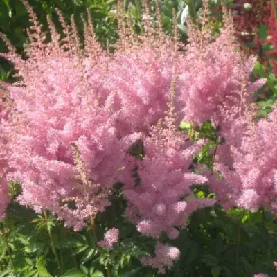 Астильба ЭДЕНС ОДИССЕЙ Арендса в Жлобине