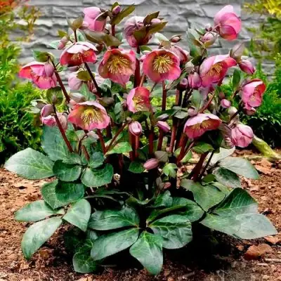 Морозник ВОСТОЧНЫЙ в Жлобине