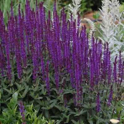 Шалфей КАРАДОНА в Жлобине