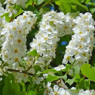 Черемуха ЧАЙКА в Жлобине