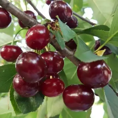 Дюк СЛАВЯНКА в Жлобине