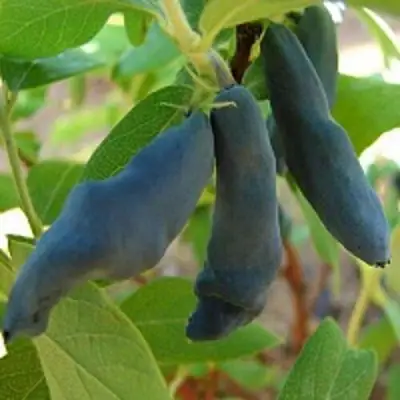 Жимолость съедобная НИМФА (ГАММА) в Жлобине