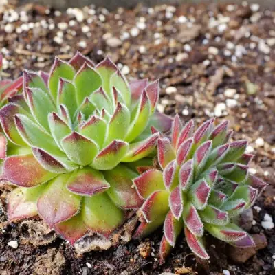 Молодило РУССКОЕ в Жлобине