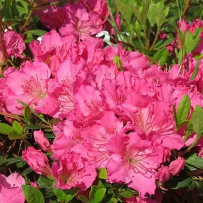 Азалия КИРСТИН японская в Жлобине