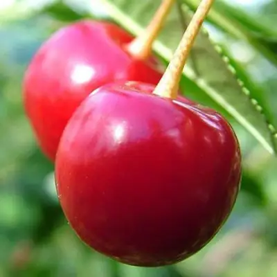 Вишня ЗАРАНКА в Жлобине