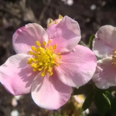 Лапчатка ПИНК КВИН кустарниковая в Жлобине