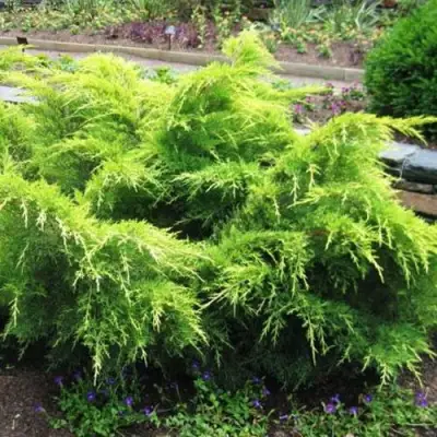 Можжевельник ГОЛД КОСТ средний в Жлобине