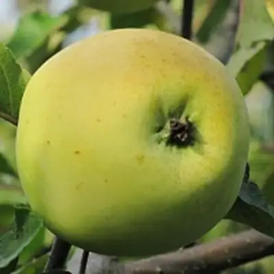 Яблоня РОССИЯНКА в Жлобине