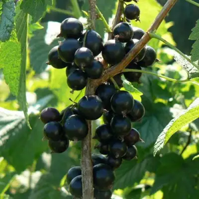 Смородина черная ВОЛОГДА в Жлобине