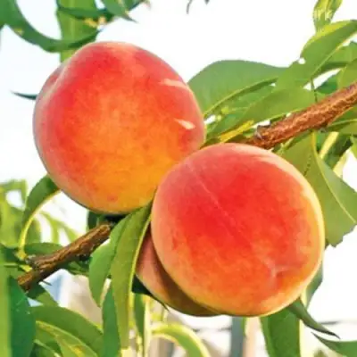 Персик ОНТАРИО в Жлобине