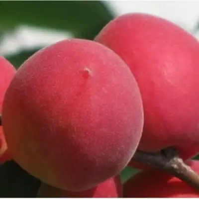 Абрикос РУБИН в Жлобине