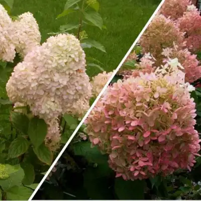 Комплект НЕЖНЫЕ ЧУВСТВА в Жлобине