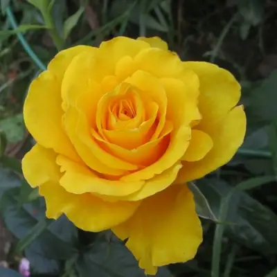 Роза КЕРИО чайно-гибридная в Жлобине