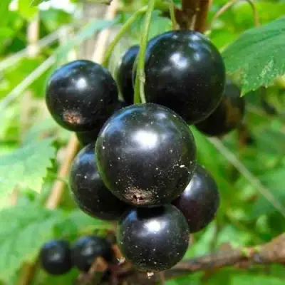 Смородина чёрная ЛЕНТЯЙ в Жлобине